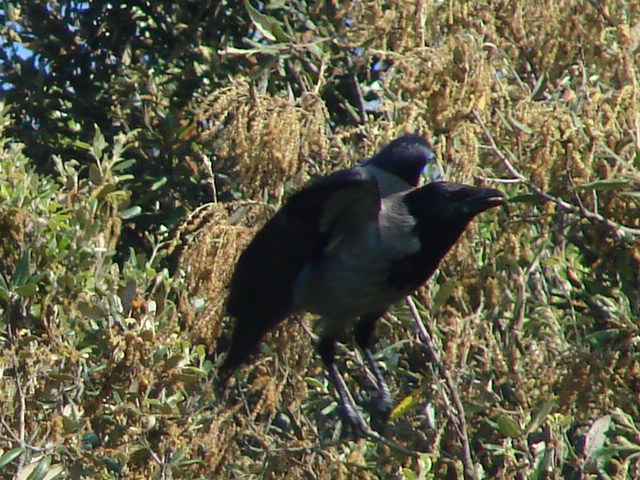 corvus corone cornix, una semplice cornacchia